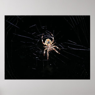 PÓSTER ARAÑA EN LA OSCURIDAD