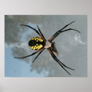 Póster Araña, Jardín común