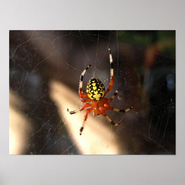 Póster Araña naranja en la Web (Frente)