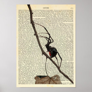 Póster Araña negra de viuda, gótica, naturaleza, aracno