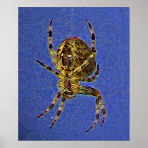 Póster Araña Orb colorida