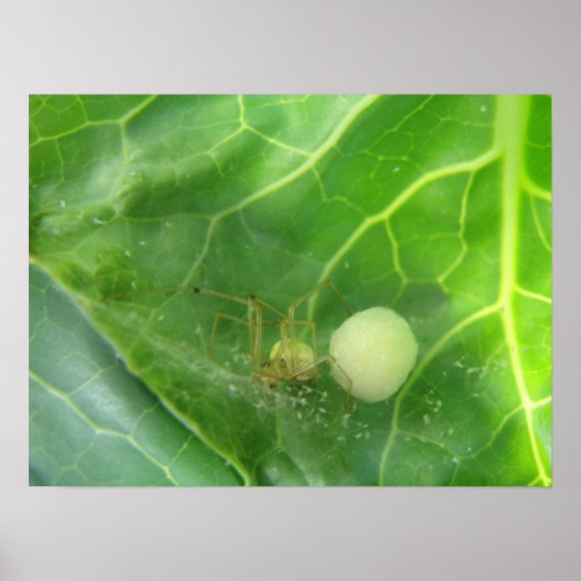 Póster Araña que protege la próxima generación Imprimir (Frente)