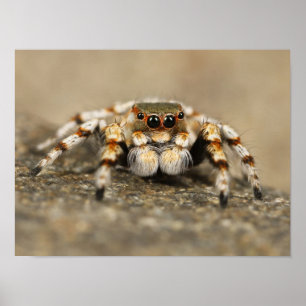 Póster Araña Saltarina Blanca y Naranja