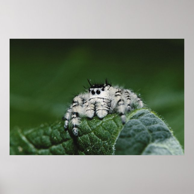 Póster Araña Saltarina Metaphid (Frente)