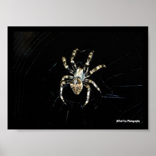 Póster Araña Tejedora de Orbes