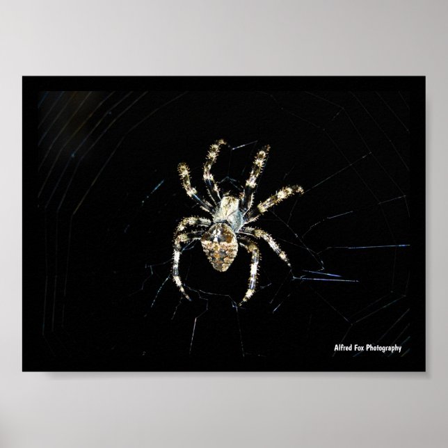 Póster Araña Tejedora de Orbes (Frente)