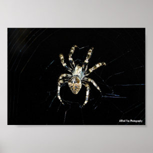 Póster Araña Tejedora de Orbes