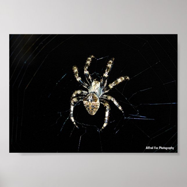 Póster Araña Tejedora de Orbes (Frente)