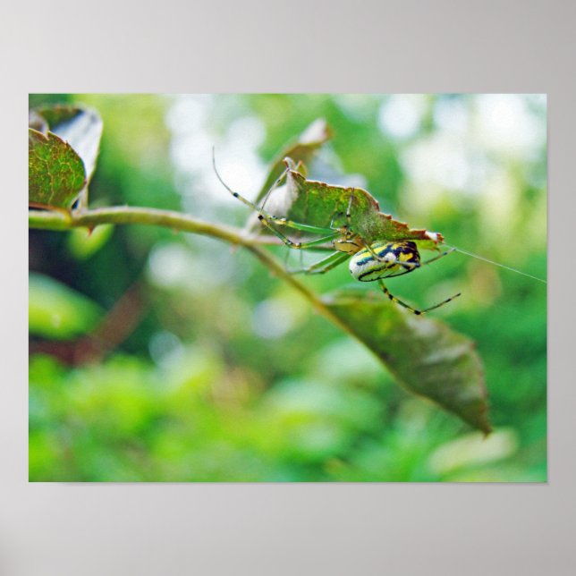Póster Araña tejedora de orquídea - Leucauge venusta (Frente)