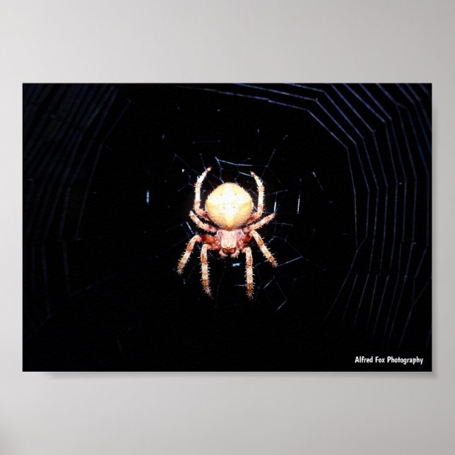 Póster Araña tejedora de ruedas naranja (Frente)