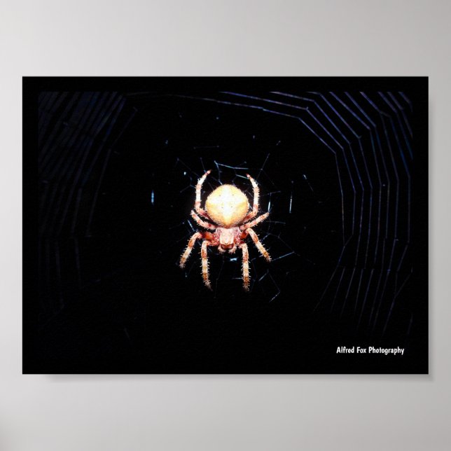 Póster Araña tejedora de ruedas naranja (Frente)