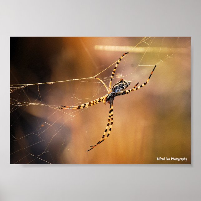 Póster Araña tejedora orbicular bandeada (Frente)