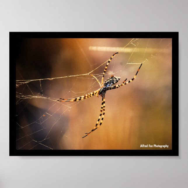 Póster Araña tejedora orbicular bandeada (Frente)