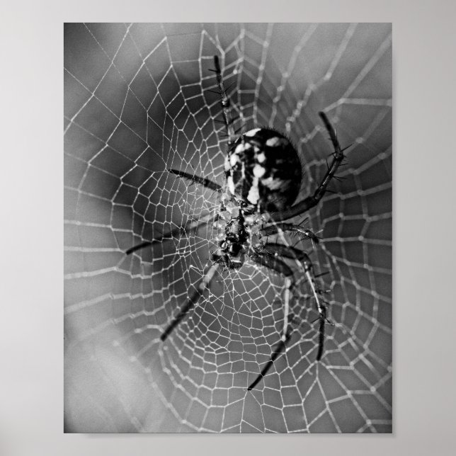 Póster Araña tejedora orbicular en blanco y negro (Frente)