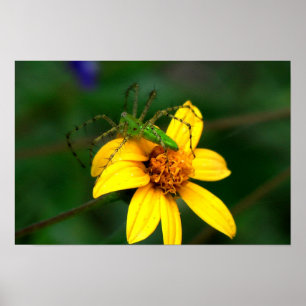 Póster Araña verde del lince