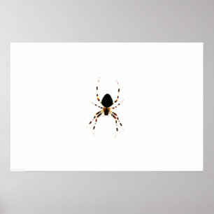 Póster Araña wapcn