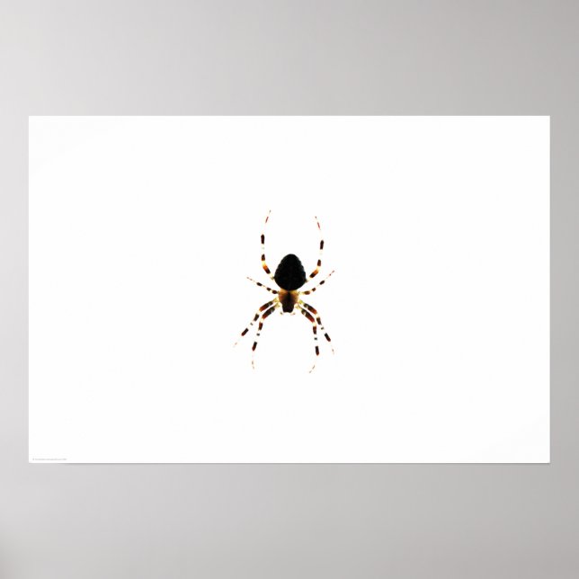 Póster Araña wapcn (Frente)