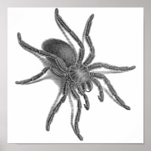 Póster Aranea Avicularia, araña cubana negra