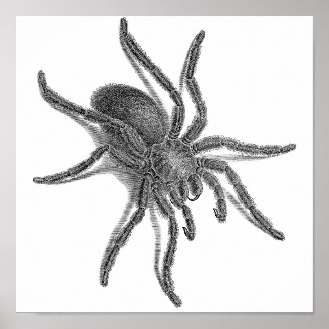 Póster Aranea Avicularia, araña cubana negra (Frente)