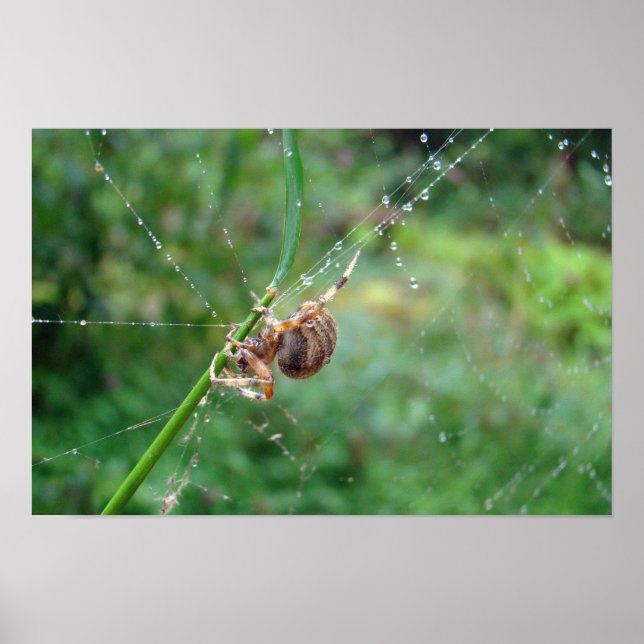Póster Araneus - Araña tejedora orbicular (Frente)