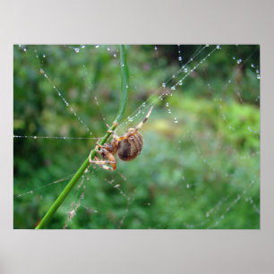 Póster Araneus - Orb Weaver Spider