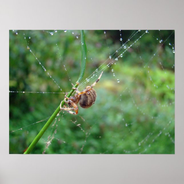 Póster Araneus - Orb Weaver Spider (Frente)