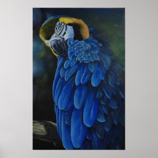 Póster Arara Canindé
