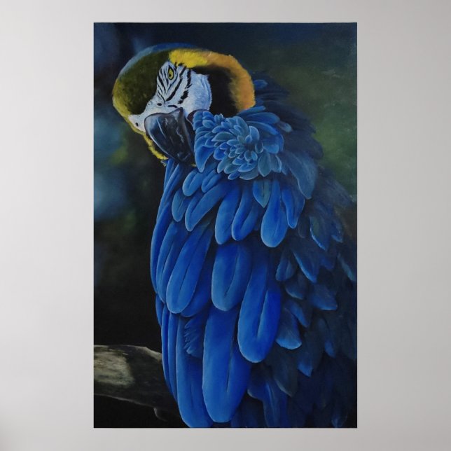 Póster Arara Canindé (Frente)