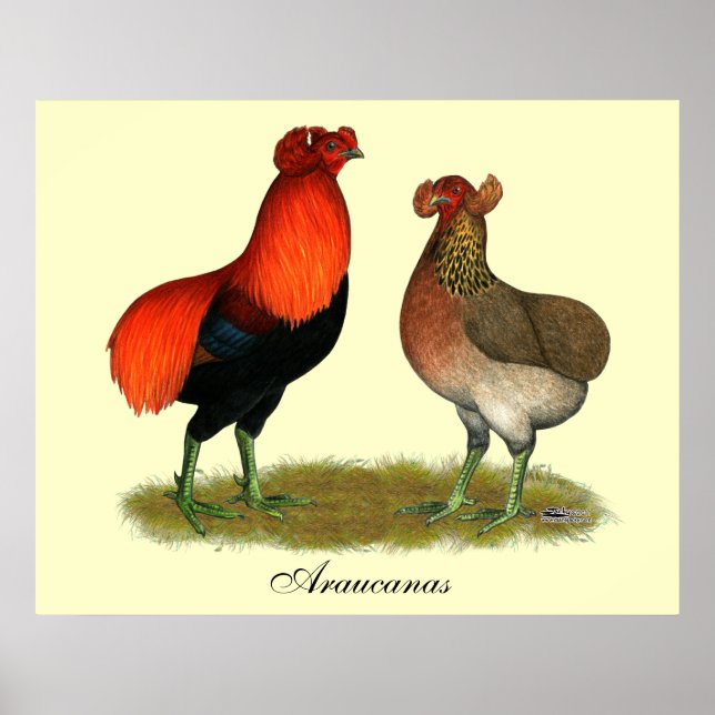 Póster Araucana Par Rojo (Frente)