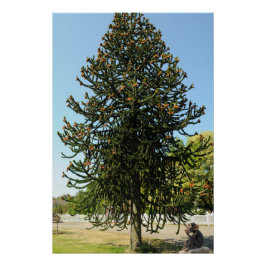 Póster Araucaria araucana.