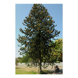 Póster Araucaria araucana.