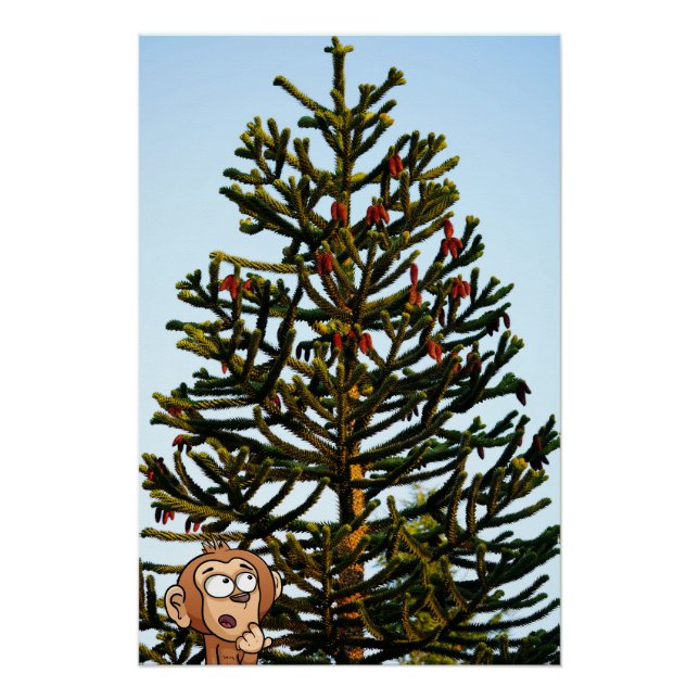 Póster Araucaria araucana. (Anverso)