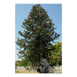 Póster Araucaria araucana.