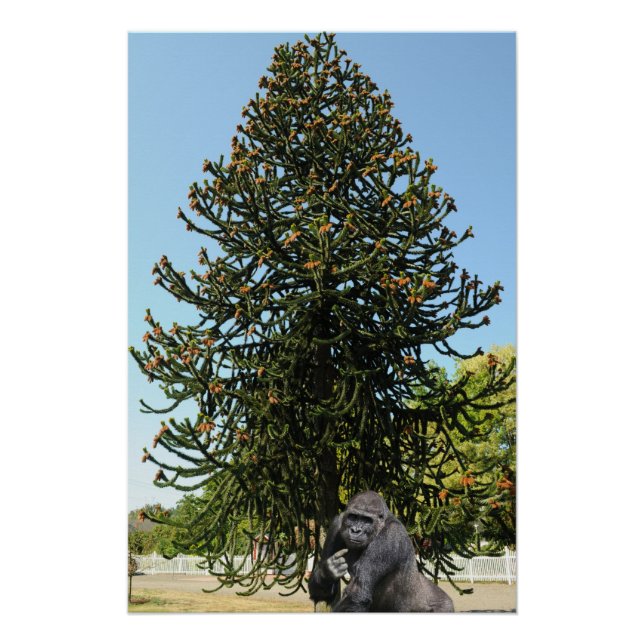 Póster Araucaria araucana. (Anverso)