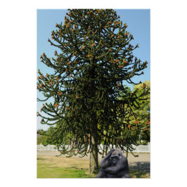 Póster Araucaria araucana.