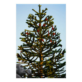 Póster Araucaria araucana.