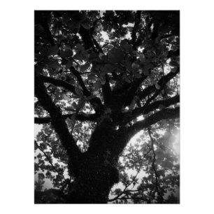 Póster Árbol