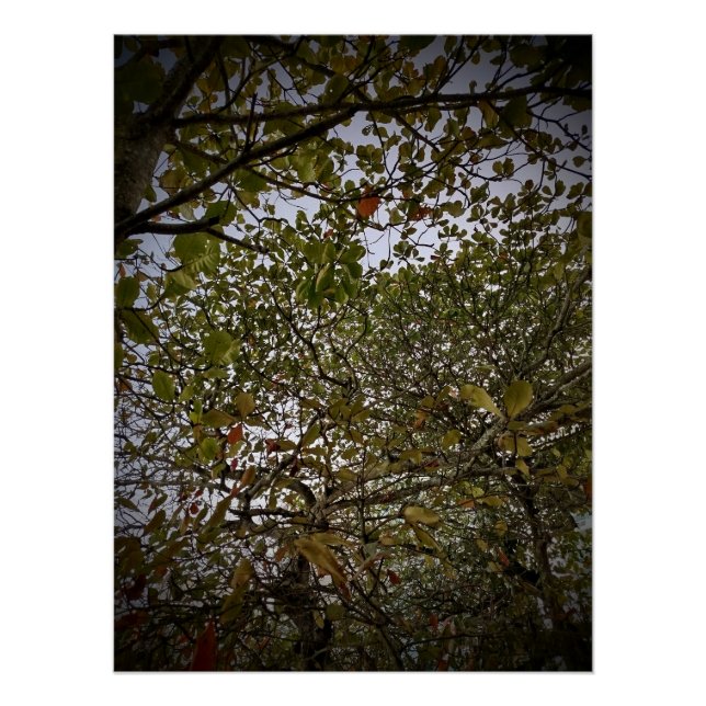 Póster Árbol (Anverso)