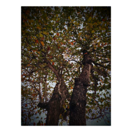Póster Árbol