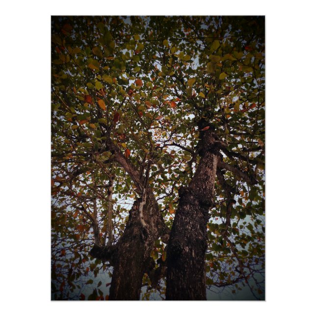 Póster Árbol (Anverso)