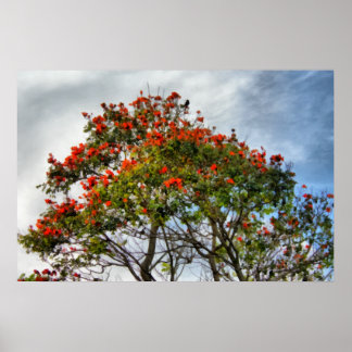Póster Árbol africano de tulipanes.