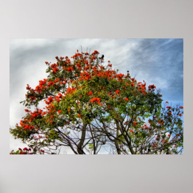 Póster Árbol africano de tulipanes. (Frente)