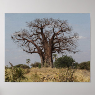 Póster Árbol africano del baobab
