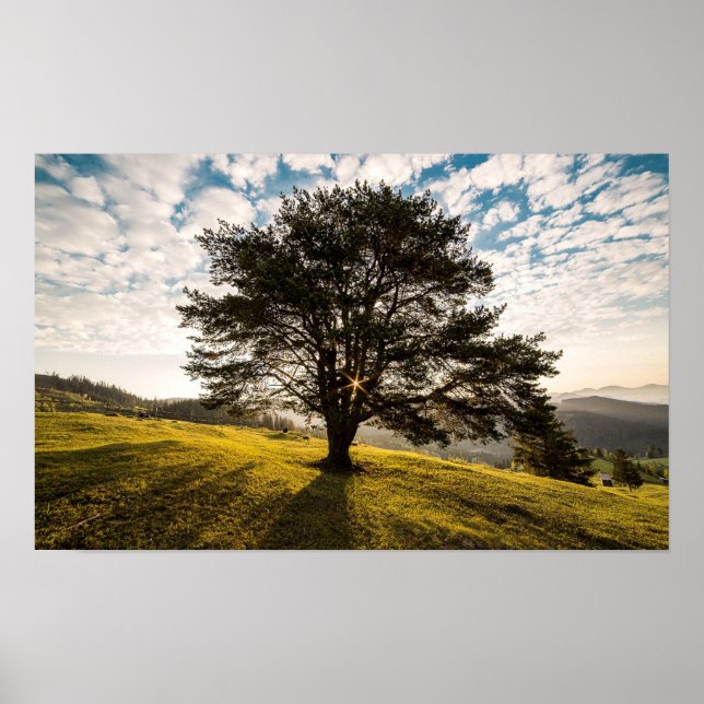 Póster Árbol, amanecer. El hermoso paisaje natural (Frente)