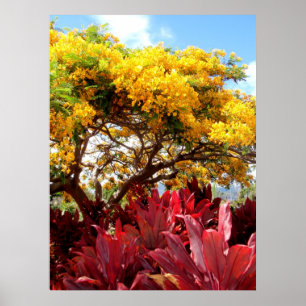 Póster Árbol amarillo de Poinciana y plantas rojas del Ti