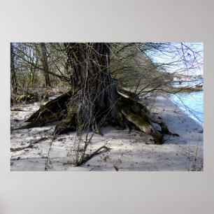 Póster Árbol antiguo en la orilla del río