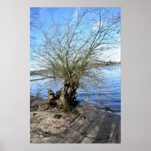 Póster Árbol antiguo en la orilla del río