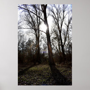 Póster Árbol antiguo, Sol invernal