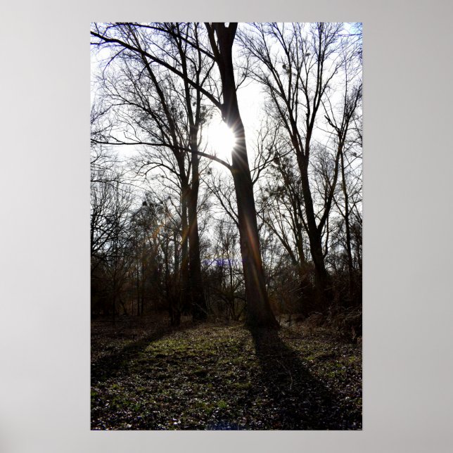 Póster Árbol antiguo, Sol invernal (Frente)