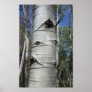 Póster Árbol arrugado de Colorado Aspen